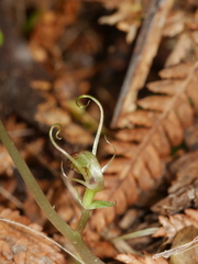 Corybas hypogaeus