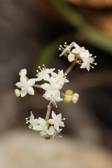 Platysace compressa