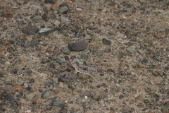 Phrynocephalus versicolor