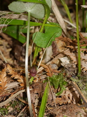 Corybas hypogaeus