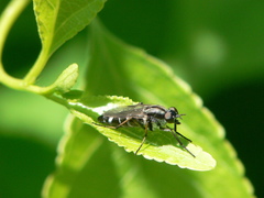Ozodiceromyia argentata