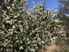 Ceanothus perplexans