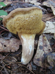 Tylopilus tabacinus