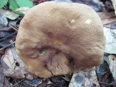 Tylopilus tabacinus