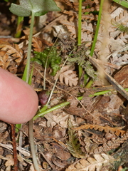 Corybas hypogaeus