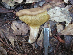 Tylopilus tabacinus