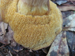 Tylopilus tabacinus