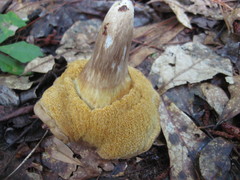 Tylopilus tabacinus