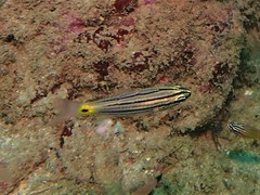 Cheilodipterus artus