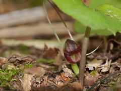 Corybas hypogaeus