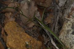 Platysace compressa