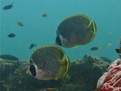 Chaetodon adiergastos