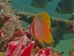Chelmon marginalis