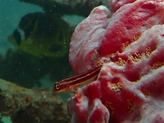 Helcogramma striata