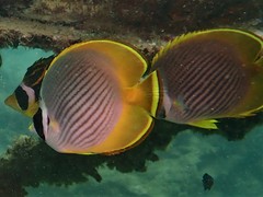 Chaetodon adiergastos