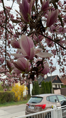 Magnolia × soulangeana