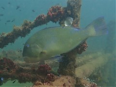 Choerodon schoenleinii