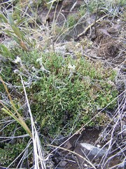 Selaginella sanguinolenta