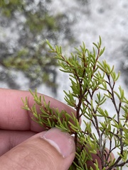 Polygonum dentoceras