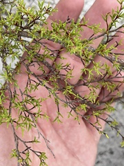 Polygonum dentoceras