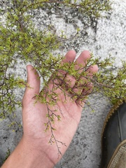 Polygonum dentoceras