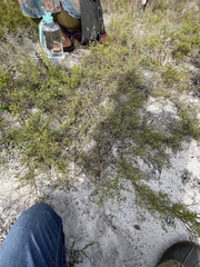 Polygonum dentoceras