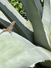 Anolis sagrei