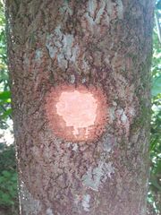 Myrocarpus frondosus