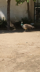 Pavo cristatus
