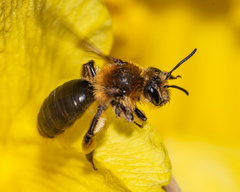 Andrena dunningi