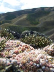 Selaginella sanguinolenta