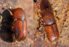 Dryocoetes autographus
