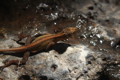 Anolis nebulosus