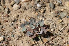 Erodium tibetanum