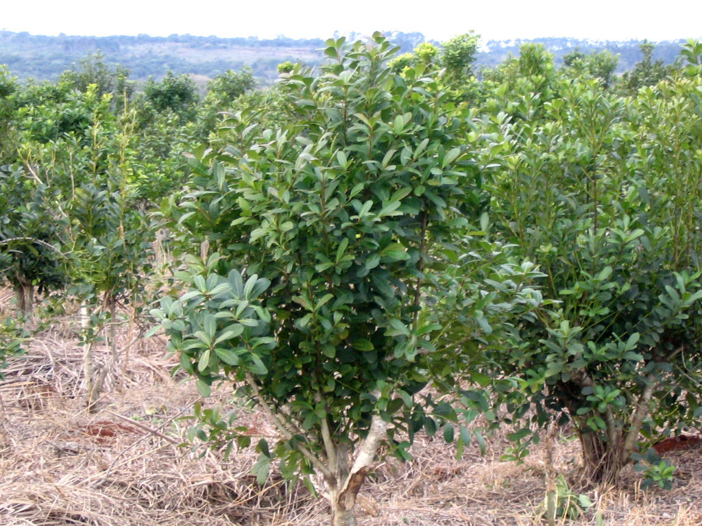 Yerba Mate - Planta Seca - Ilex paraguariensis