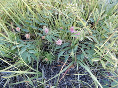 Mimosa microphylla