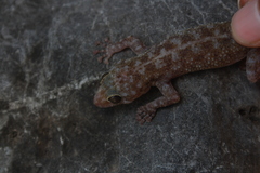 Phyllodactylus