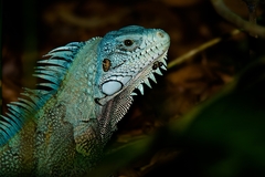 Iguana iguana