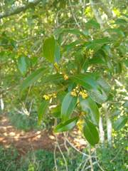 Ocotea pulchella
