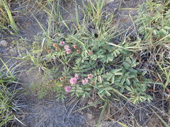 Mimosa microphylla