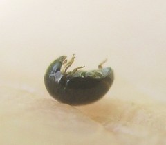 Cybocephalus politus