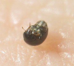 Cybocephalus politus