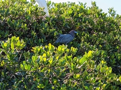 Egretta caerulea
