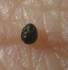 Cybocephalus politus