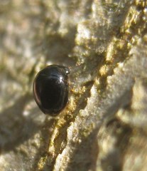 Cybocephalus politus