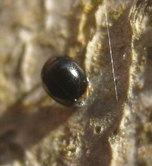 Cybocephalus politus