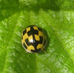 Propylea quatuordecimpunctata