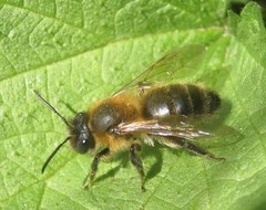 Andrena