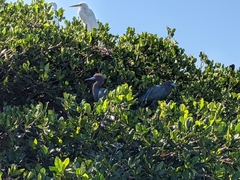 Egretta caerulea