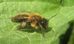 Andrena